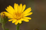 Soft goldenaster